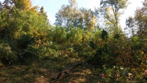 Wycinka drzew, karczowanie samosiejek Kraków