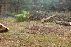 frezowanie pni - sosny - Inowłódz