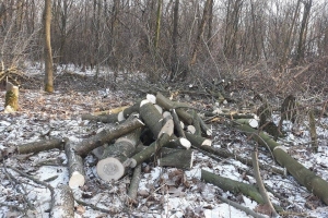 wycinka drzew, karczowanie - Piotrków Trybunalski